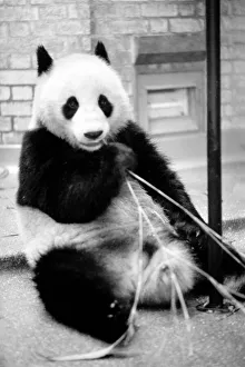 Bears: Cute: Panda s: Ching-Ching and Chia-Chia frolicking at London Zoo