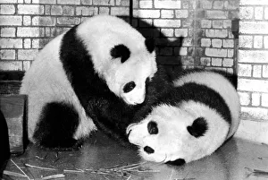 Bears: Cute: Panda s: Ching-Ching and Chia-Chia frolicking at London Zoo