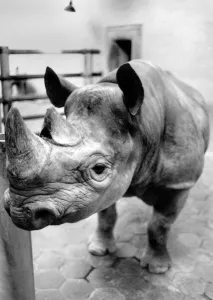 00069 Prints: A Beastly Affair. Basha the randy rhino was feeling sore yesterday over an affair that