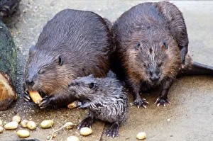Beaver family eating at London Zoo Baby beaver having lunch with his parents