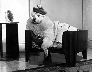 00176 Prints: Beds for dogs - A dogs delight! Simon the Poodle looks forward to going to his bed