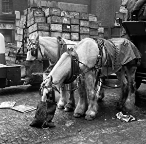 Bela Zola Life in the Mirror Series. Cart horses feeding from nose bags
