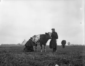 Belgian artillery men seen here milking a cow under fire