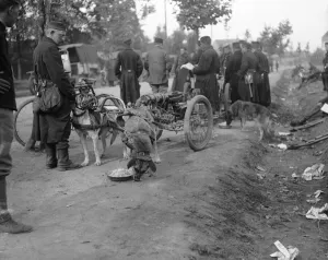 Battles And Campaigns Prints: Belgian gun dog teams take a rest and take food on the road to Hofstade 28th September