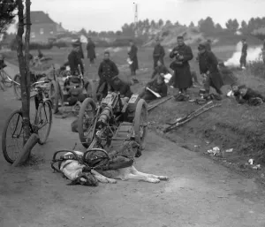 Battles And Campaigns Prints: Belgian gun dog teams take a rest on the road to Hofstade 28th September 1914