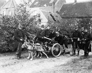 Images Dated 13th September 2012: Belgian Gun Dogs during World War One in Belgium Circa 1915