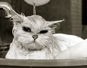 Bathing Prints: Bella the Persian Cat - April 1985 gets a soaking to prepare her for shows