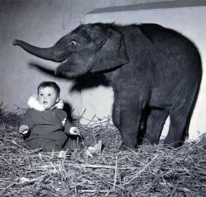 00170 Prints: Belle Vues new baby elephant seems pleased to have found a playmate in Lisa Roland