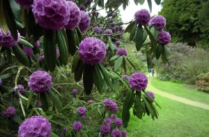 Belsay Hall Castle and gardens. Rhododendrons in the quarry garden