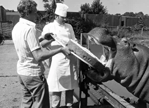 Ben the Hippo at Chessington Zoo had plenty to cheer about on his 14th birthday