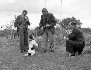 Begging Prints: Ben the talking dog belonging to Mr Beissenden of Royston 10 / 8 / 46