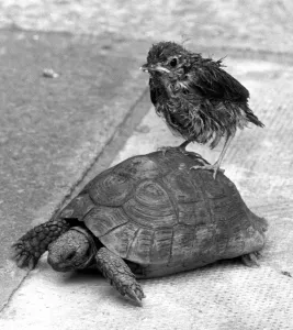 Reptile Prints: Ben the tortoise and a rescued thrush, who have made firm friends at the Fee family home
