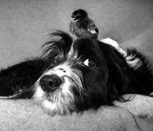 Chicken Prints: Ben from TVs Training the Family Dog seen here with a little orphan chick
