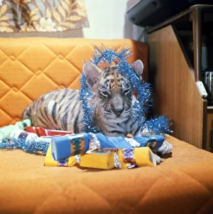 00202 Prints: Bengal Tiger Cub aty Twycross Zoo Animal Crackers Party time Tinsel