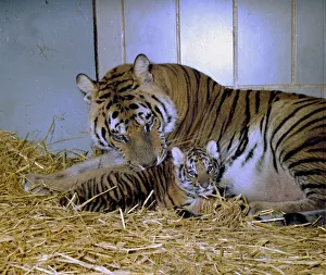 A Bengal tiger and cub lying inthe hay at Twycross Zoo December 1976