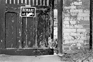 A Bengal Tiger Cub puts his head out around the gate as the familys pet dog looks