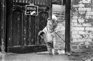 A Bengal Tiger Cub puts his head out around the gate as the familys pet dog looks