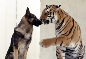 Bengal tiger Ravi with his friend Duke the Alsatian dog July 1977
