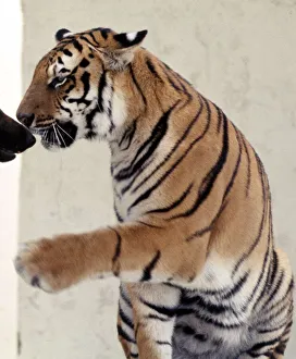 Bengal tiger Ravi with his friend Duke the Alsatian dog july 1977 animals animal