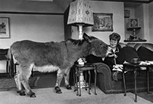 Household Prints: Benjie the donkey joins Mrs. Lundie for morning coffee and biscuits