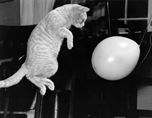 00057 Prints: Benjie'the pet cat owned by Majorie Proops seen here playing with a balloon