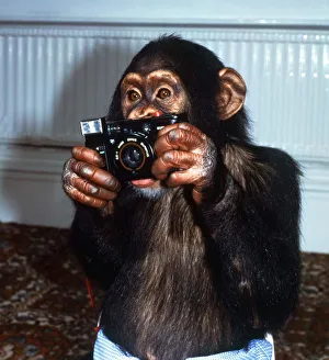 Benjy the Photographer Chimp holding camera at Twycross Zoo September 1984