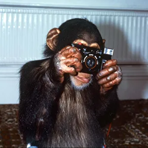 Core03 Prints: Benjy the Photographer Chimp holding camera at Twycross Zoo September 1984