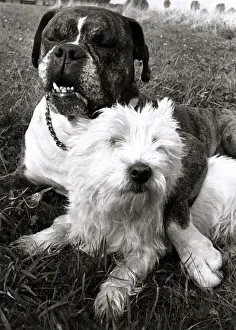 Benny the Boxer puts his paw round the neck of his sweetheart Sabina the Highland Terrier