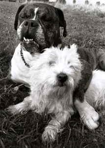Benny the Boxer puts his paw round the neck of his sweetheart Sabina the Highland Terrier