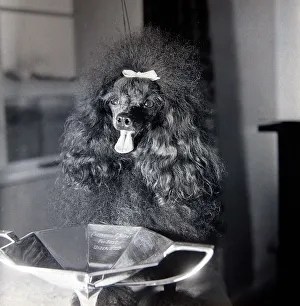 Benny the smallest Toy Poodle dog in Britain Benny with one of his trophies for