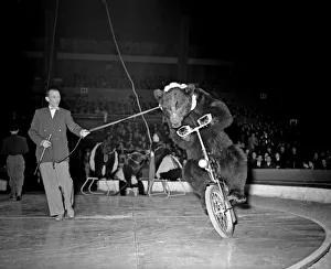 Bear Prints: At Bertram Mills Circus, Olympia, thousands of children roared their delight as Kane