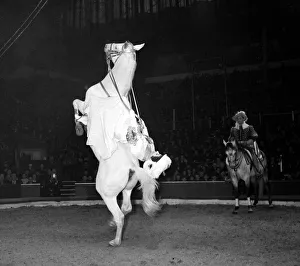 Bertram Mills Circus - The Schumann High School horses. Paulina Schumann performs a