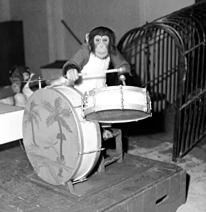 00169 Prints: Bertrand Mills Orchestra Chimps orchestra December 1951