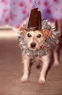 00151 Prints: Berty the Jack Russell gets ready for his Christmas dinner at Battersea Dogs Home