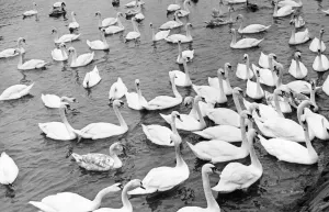 00047 Prints: These Berwick swans lose all their regal bearing if there is a chance of a free feed