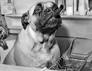 00057 Prints: Bess the two year old Bull Mastiff with the air of aristocracy taking her weekly