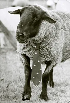 00170 Prints: The best dressed ewe seen here sporting a neck tie circa 1980