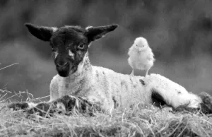 00274 Prints: Best friends chick and lamb enjoy the spring sunshine in the run up to Easter. March 1988