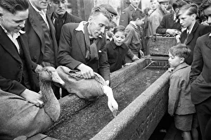 Geese Prints: Bethnal Green West London Street Pet Market 23rd May 1946