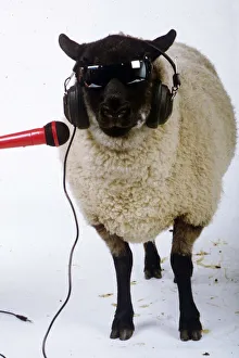 Microphones Prints: Betsy the singing sheep who recorded song Baa Baa 1989