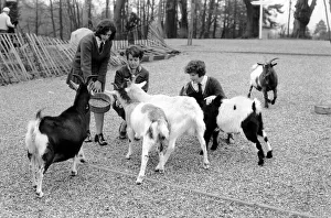 Goats Prints: Betty the goat goes to school: Sallie and Jean with help of teacher Miss Angela