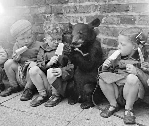 00156 Prints: Biffo a Himalayan mountain bear seen here enjoy a ice lolly with the children. July 1953