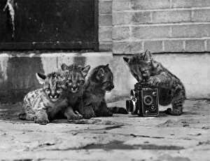 Images Dated 1st July 1973: Big brother snaps up a puma picture. Things have really started to click for these four