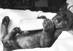 Big Cats Jaguar Hooked on the bottle. Grumble the thirteen week old Jaguar hold