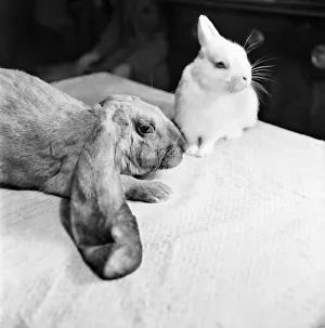 Big ears has it all wrapped up. Lop-eared Rabbits Goofy'and
