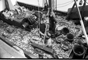 Biggest catch of pilchards ever landed at Brixham in February 1972