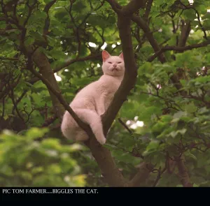 Felines Prints: BIGGLES THE CAT STUCK UP TREE AUGUST 1997 BARNTON EDINBURGH