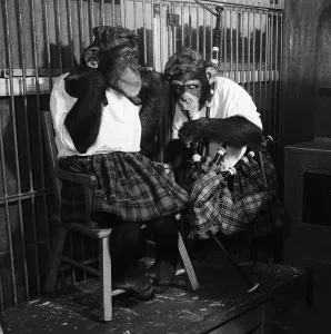 Biily Smarts Circus chimp McDean plays the bagpipes 1953