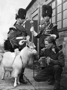 00050 Prints: Billy the Regiment goat watches young Fusilier John Nunney