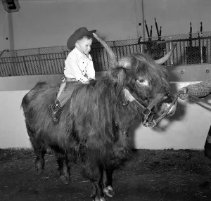Horns Prints: Billy Smarts Circus 2 year old Gary Smart riding a Highland Ox wearing cowboy